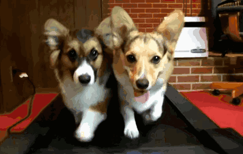 十大最佳犬种排行榜第一(十大名犬排行榜最新)插图2
