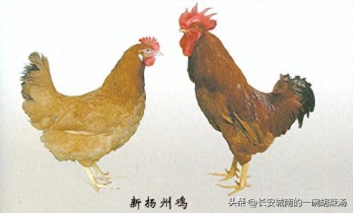 中国十大名鸡特色排行榜(麻椒鸡十大品牌)插图2