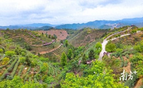 广东省十大名茶排行榜(广东十大名酒)插图14