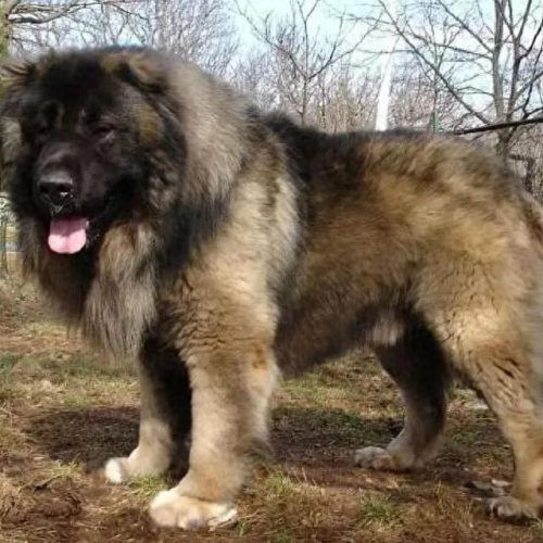 十大凶猛大型犬排行榜(十大凶猛的小型犬)插图8