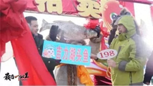 新疆燕窝品种排名前十(新疆产的燕窝)插图6