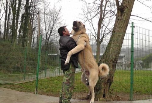 各国排名前十的犬(世界最强大的犬排名)插图