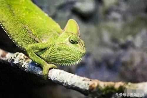 景观鱼缸价位排名前十(睿美7s鱼缸价位及质量怎么样)插图33