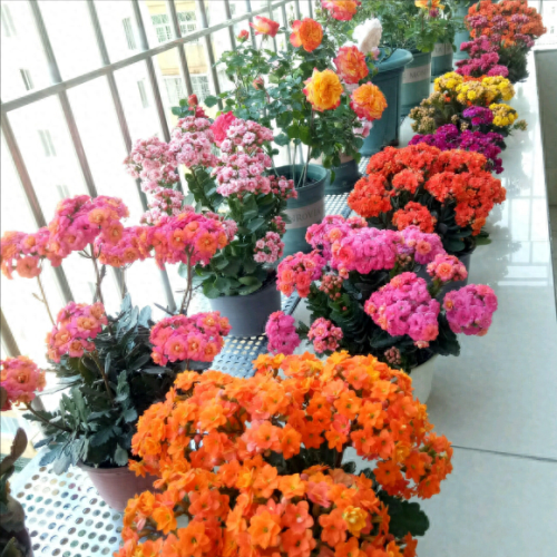 十大最易买的花卉排行榜(昌平十大花卉市场)插图8