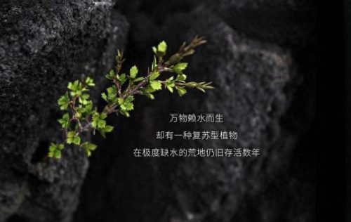 十大全部修复乳霜排行榜(疤痕修复十大品牌)插图3