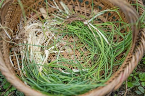 四川十大野菜排行榜(十大治癌野菜排名)插图5