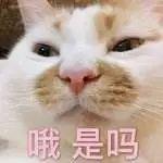 猫咪罐头排名前十(猫咪罐头排行榜)插图1