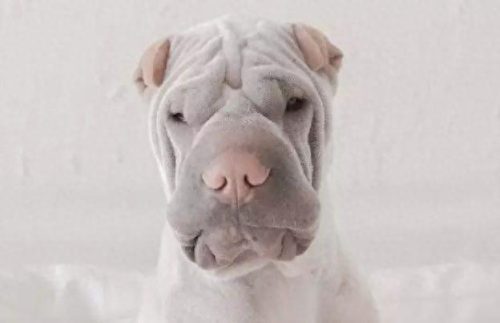十大最佳犬种排行榜第一(十大名犬排行榜最新)插图15