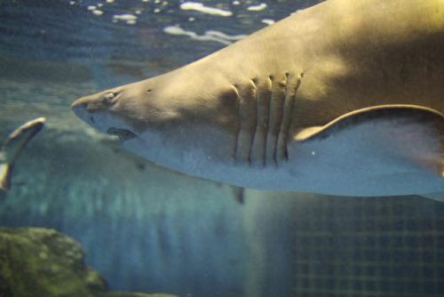 日本十大水族馆排行榜(日本鸟羽水族馆)插图21