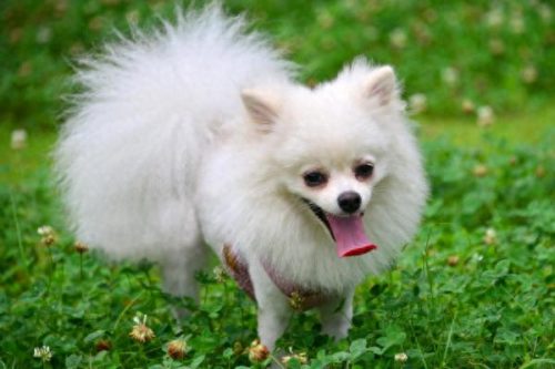 十大家养小型犬排行榜最新(懒人养的小型犬排名)插图1