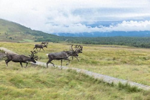 中国草原绿洲排名前十(河北十大草原排名)插图28