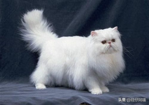 宠物猫咪十大排行榜(国内十大宠物猫排行榜)插图3