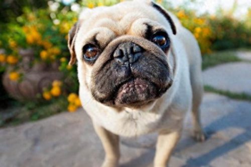 十大家养小型犬排行榜最新(懒人养的小型犬排名)插图7