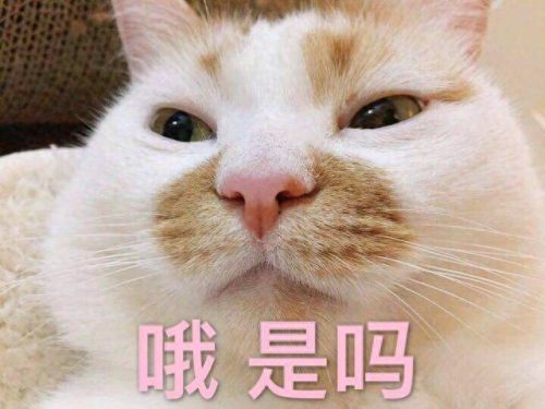 十大优质品牌猫粮排行榜图片(十大猫粮排行榜2020)插图