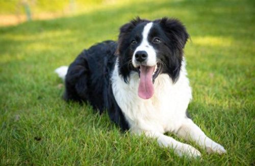 犬排名前十的狗狗(狗狗驱虫药十大排名)插图