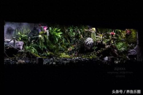 景观鱼缸价位排名前十(睿美7s鱼缸价位及质量怎么样)插图24