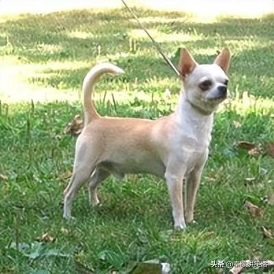 世界十大小型犬排行榜图片(十大最好的小型犬排名)插图8