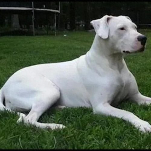 十大凶猛大型犬排行榜(十大凶猛的小型犬)插图4