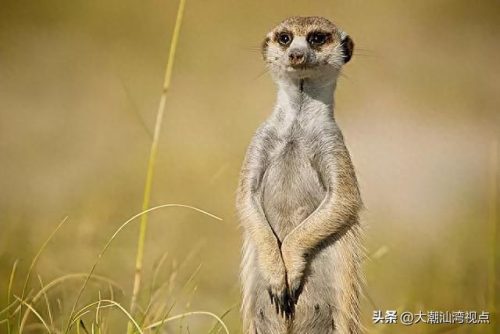 美国十大动物园排行榜(全球十大动物园排名)插图