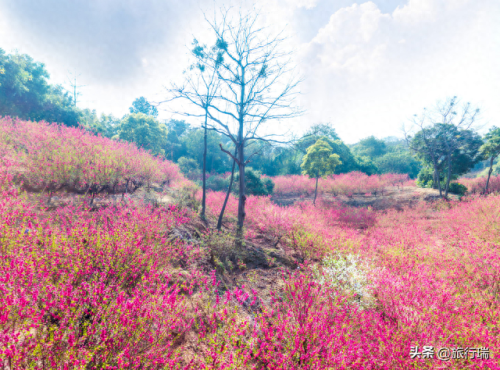 广东最美山坡排名前十(广东最美校园排名)插图10