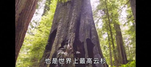 西方巨型植物排名前十(沙漠十大植物排名)插图4