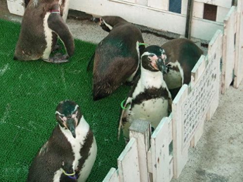 日本十大水族馆排行榜(日本鸟羽水族馆)插图12
