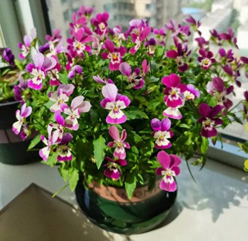 十大最易买的花卉排行榜(昌平十大花卉市场)插图29
