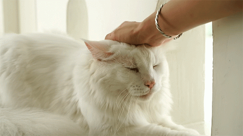 十大禁养猛猫品种排行榜(中国土猫品种)插图5