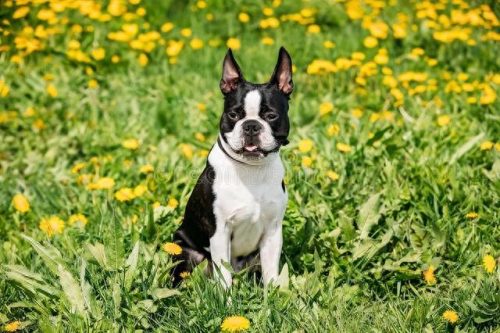 犬排名前十的狗狗(狗狗驱虫药十大排名)插图7