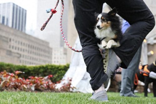 犬排名前十的狗狗(狗狗驱虫药十大排名)插图5