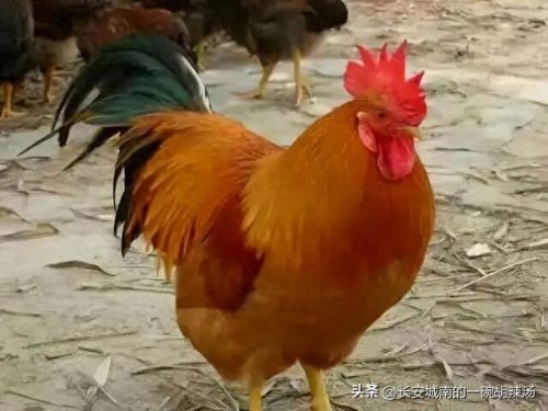中国十大名鸡特色排行榜(麻椒鸡十大品牌)插图8