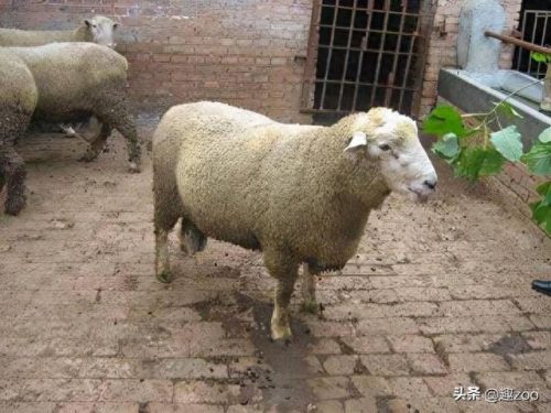 世界十大最贵羊肉品牌排行榜(世界公认十大羊肉)插图6