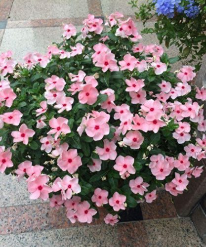 十大最易买的花卉排行榜(昌平十大花卉市场)插图11