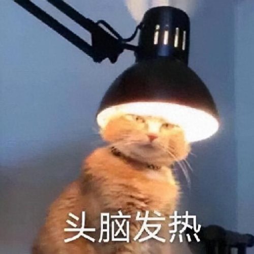 表情包猫咪十大排行榜(十大猫咪颜值大排名)插图25