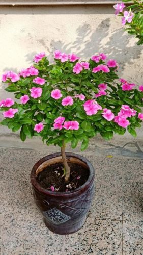 十大最易买的花卉排行榜(昌平十大花卉市场)插图12