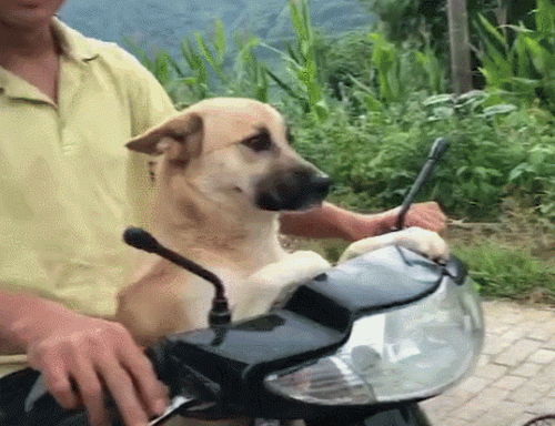 最便宜的十大名犬排行榜(十大巨犬排行榜)插图2