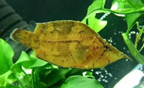 十大恐怖观赏鱼排行榜最新(十大最凶猛的观赏鱼排行榜)插图8