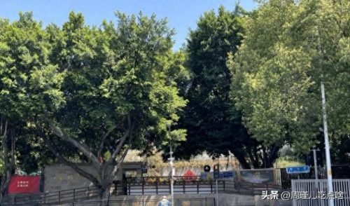 福建小学面积排名前十(福建私立小学十大排名)插图6