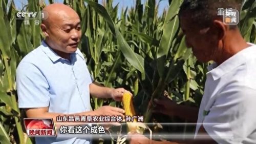 玉米新疆产量排名前十(新疆青储玉米的方法)插图2