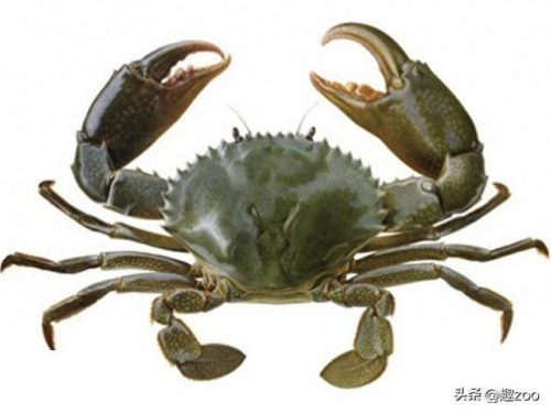 十大海鲜排名前十(十大平民海鲜排行榜)插图8