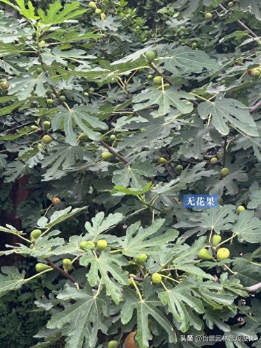 中国枇杷树排名前十(枇杷树有哪些种类)插图5