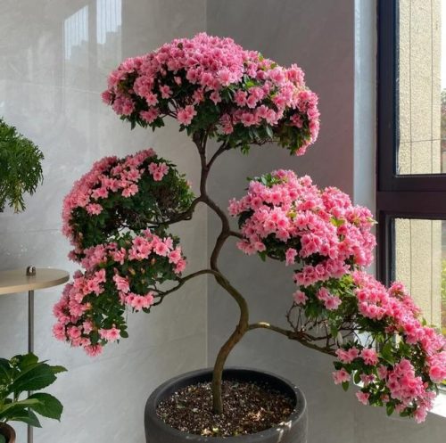 平价阳台植物排名前十(卧室里放什么植物比较好)插图89