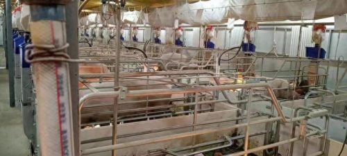 伊春养猪企业排名前十(伊春市有几家大型养猪场)插图2