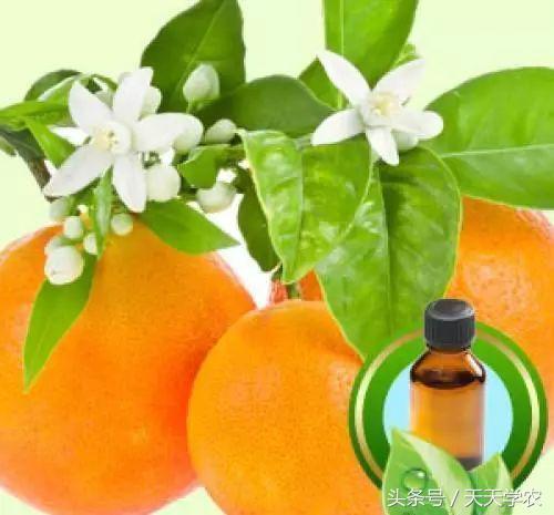 柑橘名贵品种排名前十(现在什么柑橘品种最好)插图8