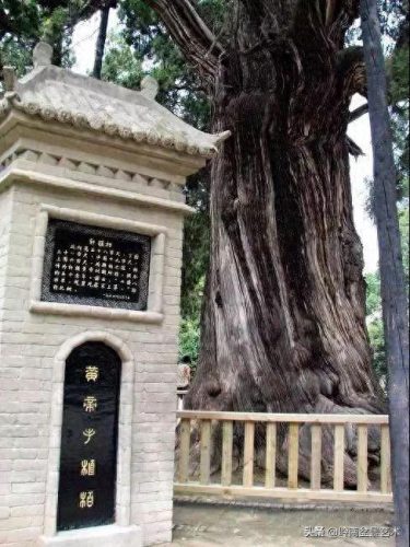 世界古榕树排名前十(中国十大榕树排名)插图1