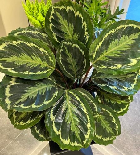 平价阳台植物排名前十(卧室里放什么植物比较好)插图58
