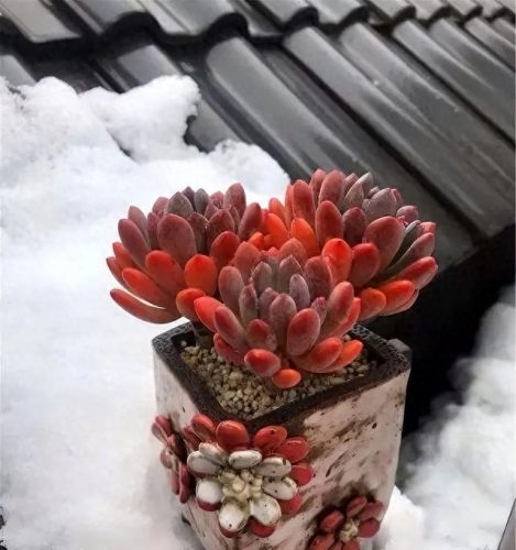 桂花越冬品种排名前十(桂花品种前十排名)插图4