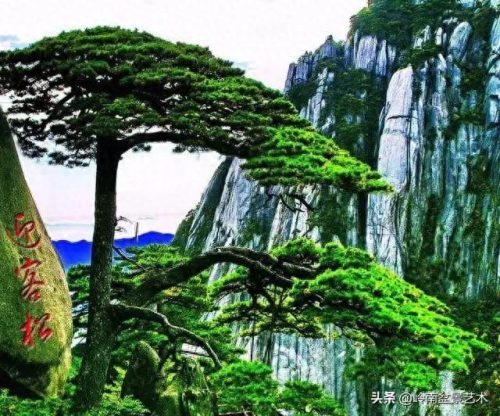 世界古榕树排名前十(中国十大榕树排名)插图5
