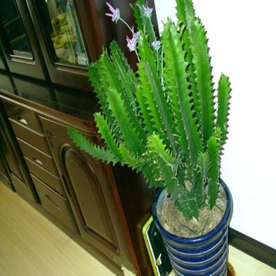 平价阳台植物排名前十(卧室里放什么植物比较好)插图72