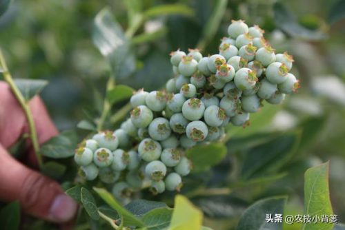 优质蓝莓品种排名前十(蓝莓品种排名)插图2
